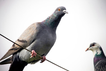 Pigeon sitting on a wire