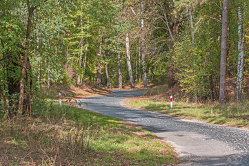 Brukowana droga przez las. © boguslavus