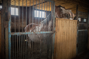 two brown horses standing in a stable