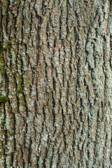 Strukturen und Muster, Baumrinde