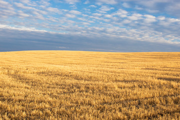 Yellow wheat field on a hill after harvest