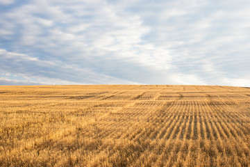 Fototapeta premium Yellow wheat field on a hill after harvest