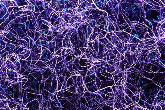  Neuron fiber microscope