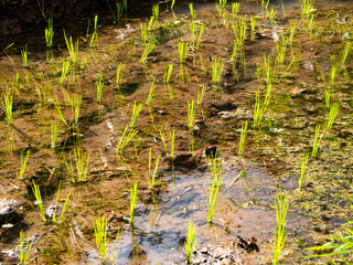 Close-up of a flooded rice field