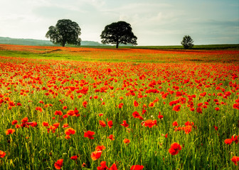 Poppies in field in Northumberland, England, UK.