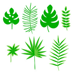 Tropical leaves set, plants isolated on white background. Vector illustration.