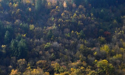 landscape in autumn
