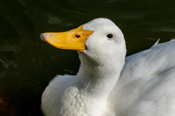White Pekin Duck looking up expecting food
