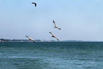 Fototapeta na wymiar Pelican Birds Flying Over Atlantic Ocean