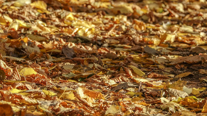 Yellow leaf on the ground. Sunny autumn day.