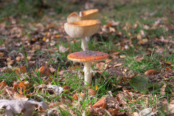 Obraz na płótnie Canvas Amanita muscaria, commonly known as the fly agaric or fly amanita with a bokeh background