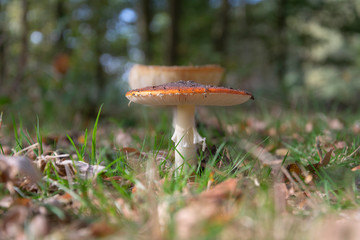 close up of the Amanita muscaria, commonly known as the fly agaric or fly amanita with a bokeh background