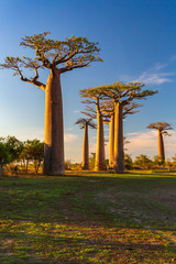 Beautiful Baobab trees at sunset at the avenue of the baobabs in Madagascar