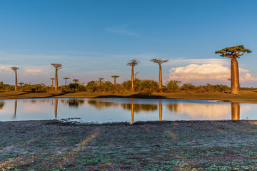 Beautiful Baobab trees at sunset at the avenue of the baobabs in Madagascar