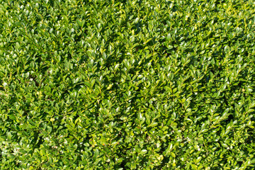 Strukturen und Muster, Hecke