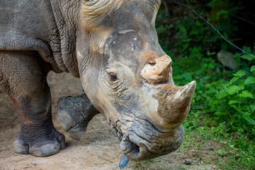 Obraz premium rhinoceros in zoo