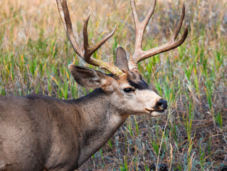 Willdlife in Rocky Mountain National Park