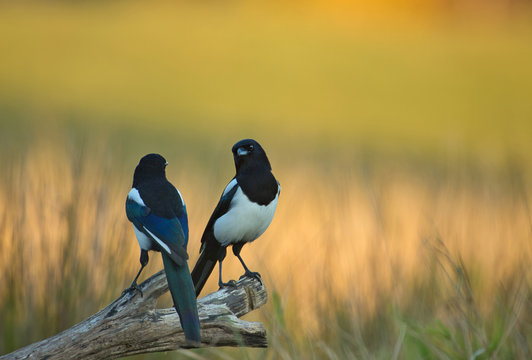 Two magpies (pica pica) on a tree trunk