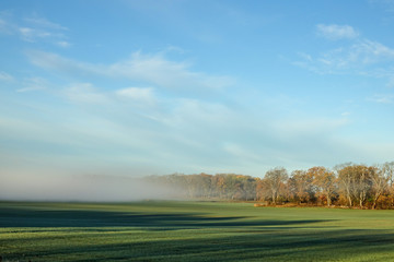 Fog on a farmers field. Yellow trees in autumn landscape.