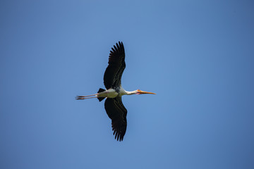 stork in flight