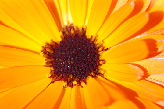 CAL&Eacute;NDULA NARANJA