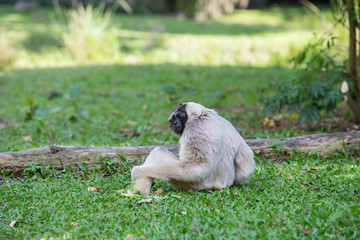 Obraz premium gibbon