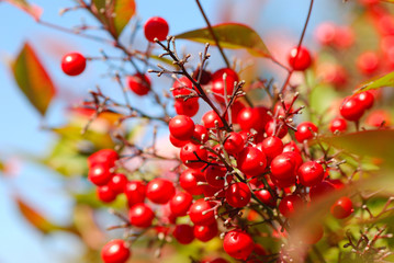 FRUTOS ROJOS TIPO BAYAS