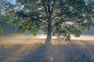 Jesienny świt nad wiejskimi łąkami. - obrazy, fototapety, plakaty
