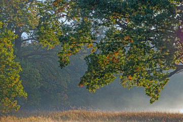 Jesienny świt nad wiejskimi łąkami.