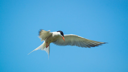 Common Tern Hovering in Blue Sky