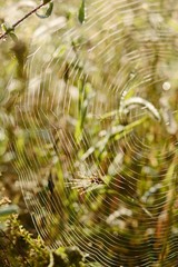 Shallow depth of field. Blurred autumn background. Autumn plants. Velvet season. Wild field of grass on sunset, soft sun rays, warm toning, lens flares. Sunrise. Morning