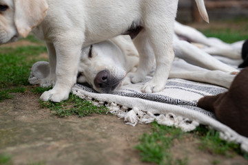 Fototapeta premium sweet young cute little purebred labrador retriever dog puppy pet
