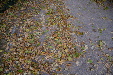 Mixed autumn leaves on a concrete road