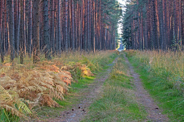 Złota polska jesień. © boguslavus