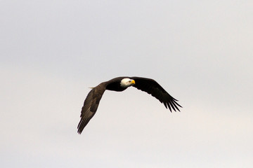 bald eagle in flight