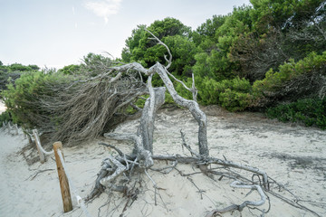 Vom Wind geprägter Baum am Strand Cala Agulla auf Mallorca