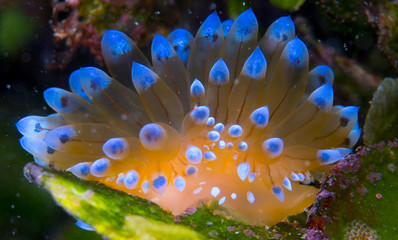 Nudibranquios en la costa brava, mar mediterraneo