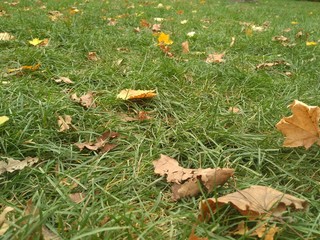 autumn leaves on green grass