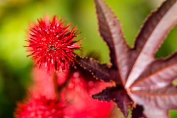 Rote Frucht des Wunderbaumes