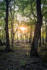 Naklejka premium Forest