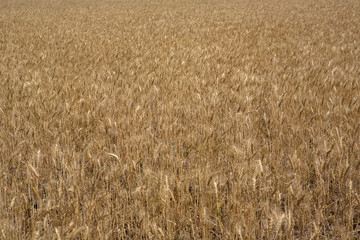 field of wheat