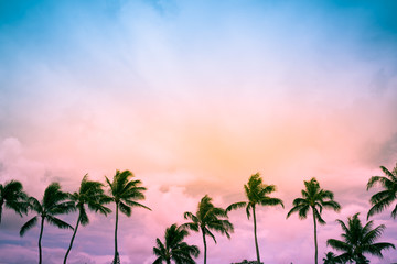 palm trees on the beach at sunset
