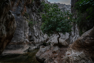 Feigenbaum in der Schlucht Torrent de Pareis auf Mallorca 