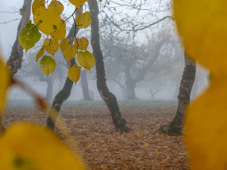 Thick fog in early morning. Crooked old trees in autumn landscape. Yellow leaf in the foreground.