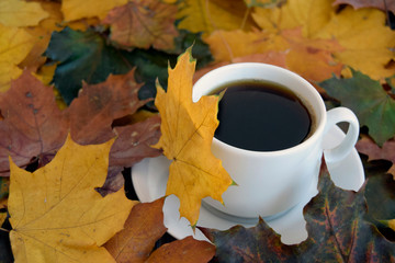 Сoffee is in a white cup on color autumn leaves.   In the nature an autumn season. Close up