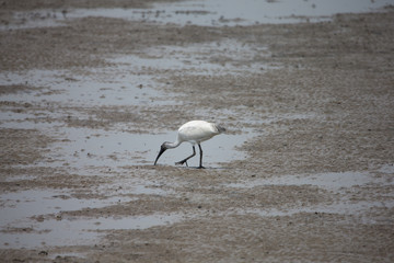 Birds on the beach