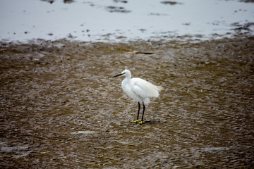 Birds on the beach