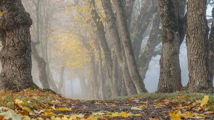 Thick fog in early morning. Old trees in autumn landscape. / parkway.