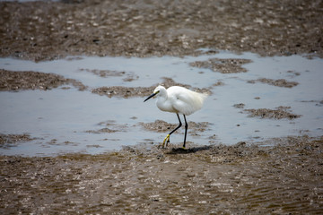 Birds on the beach