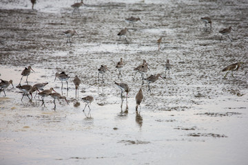 flock of birds in winter